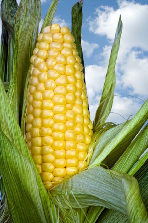 Reading Comprehension "The Ears of Corn" ABA Journal